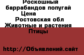 Роскошный баррабандов попугай › Цена ­ 10 000 - Ростовская обл. Животные и растения » Птицы   